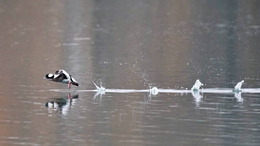bufflehead takeoff by russimages is licensed under CC BY-NC-ND 2.0